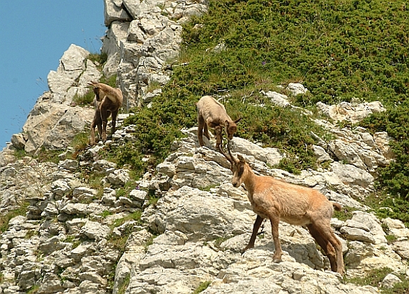 Camoscio d''Abruzzo Rupicapra pyrenaica ornata